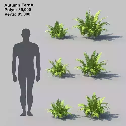 Autumn Fern A With Animation