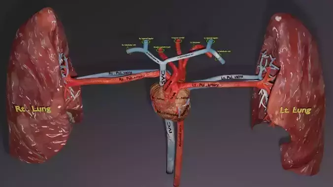 heart lung blood flow animated rigged  particle blood flow
