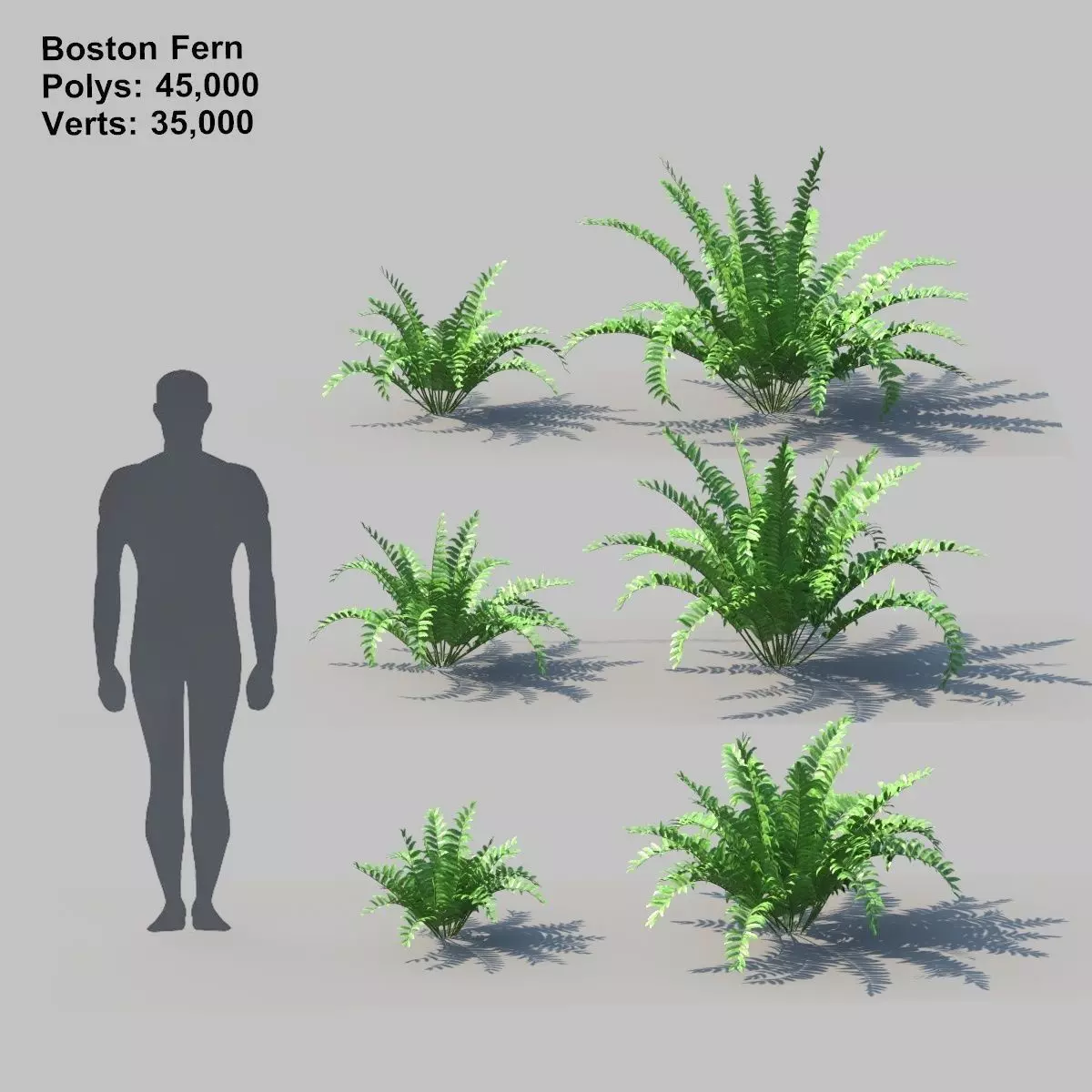 Boston Fern With Animation 3D model