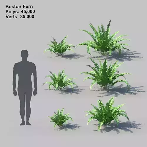Boston Fern With Animation 3D model
