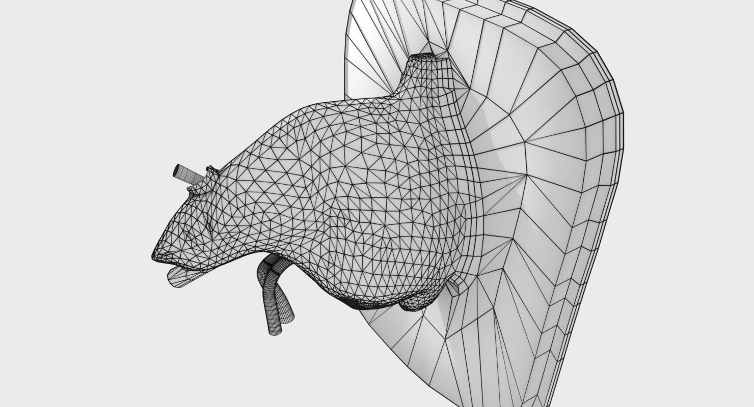 ear anatomy cross section 3D model_14