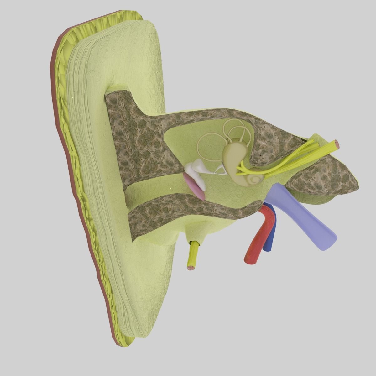 ear anatomy cross section 3D model_12