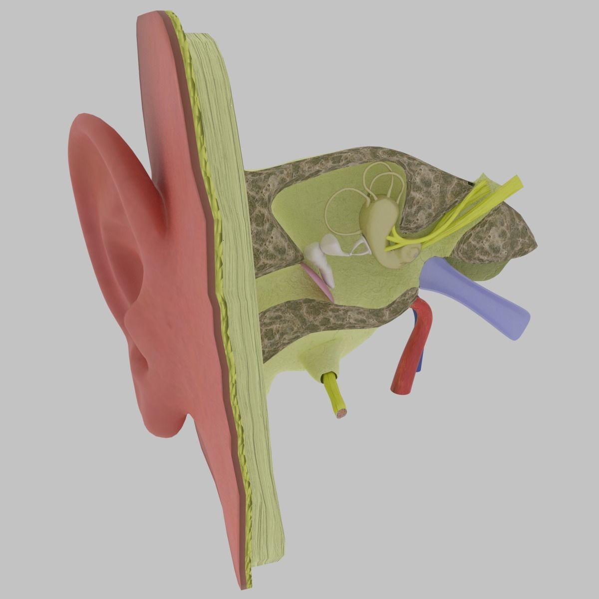 ear anatomy cross section 3D model_9