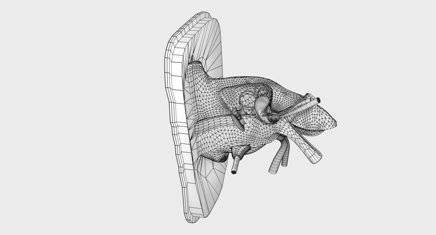 ear anatomy cross section 3D model_5