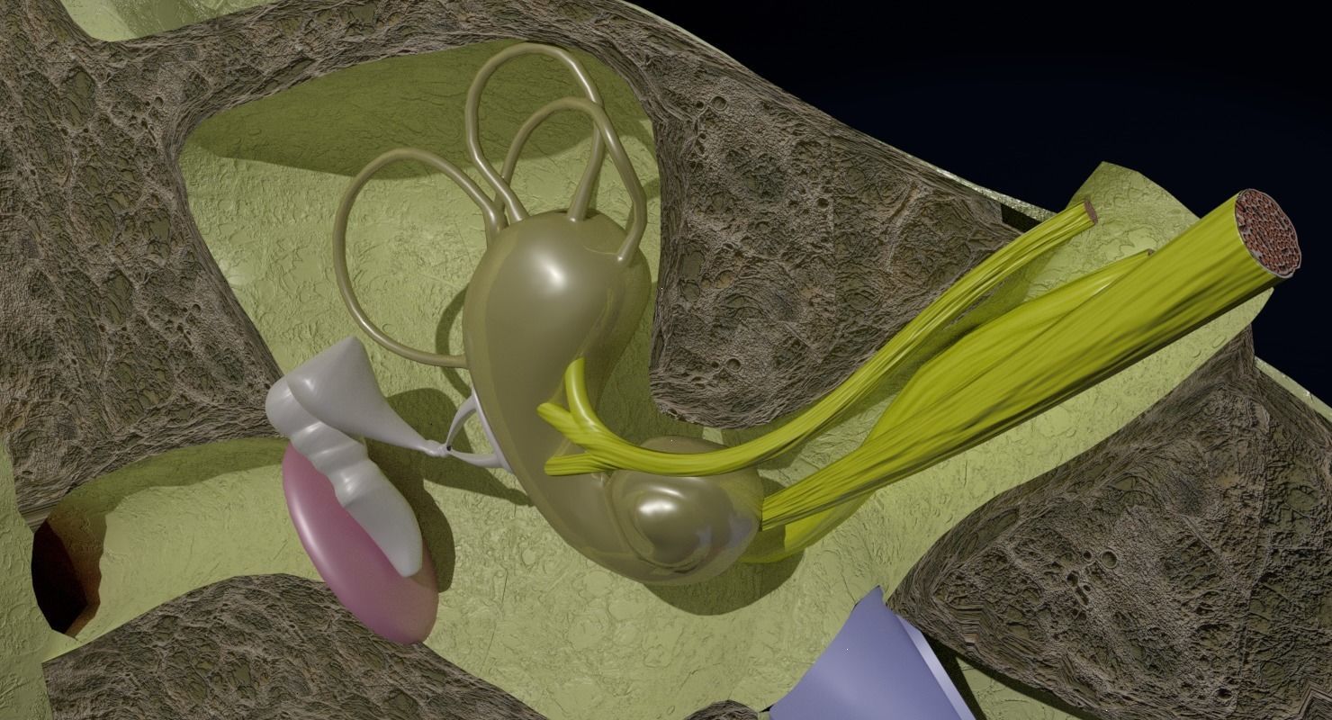 ear anatomy cross section 3D model_17