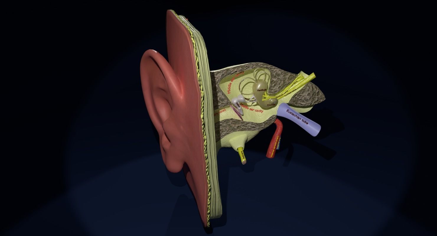 ear anatomy cross section 3D model_2