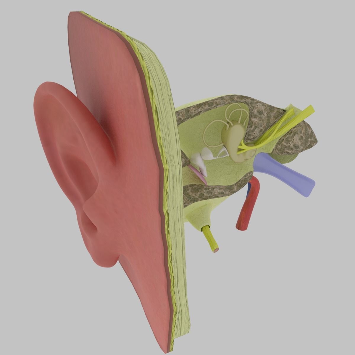 ear anatomy cross section 3D model_10