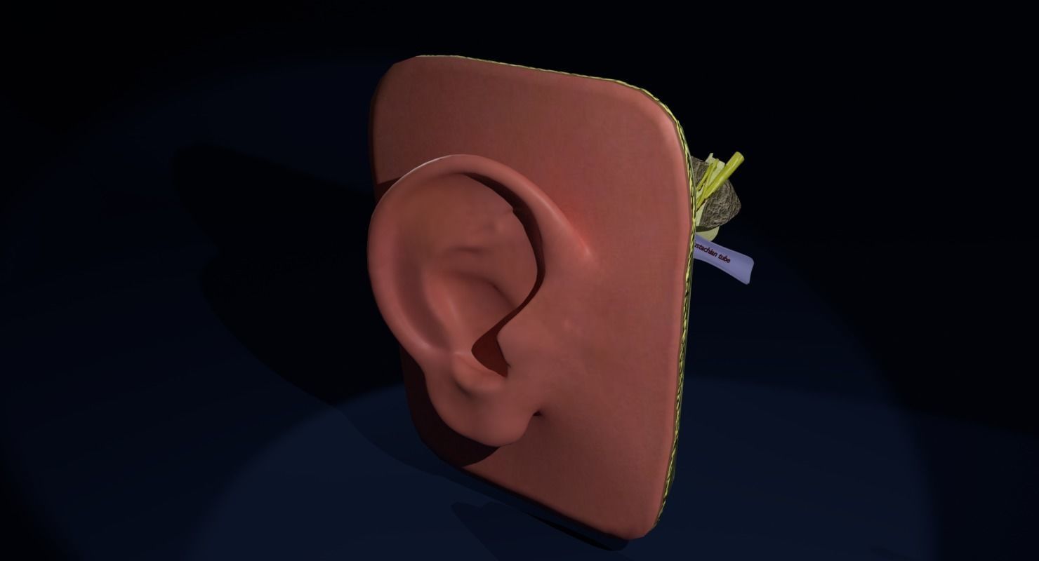 ear anatomy cross section 3D model_6