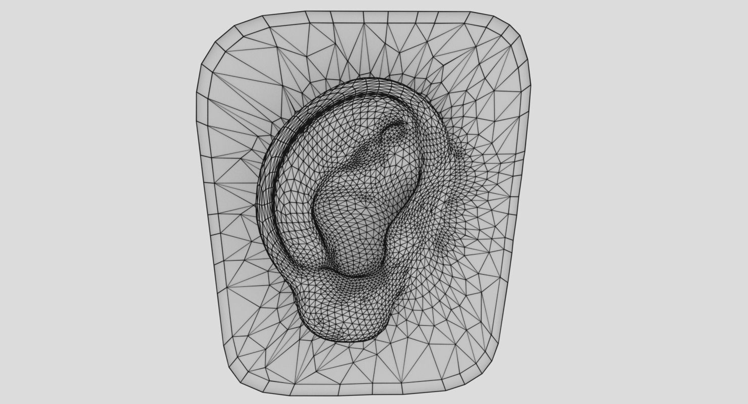 ear anatomy cross section 3D model_15
