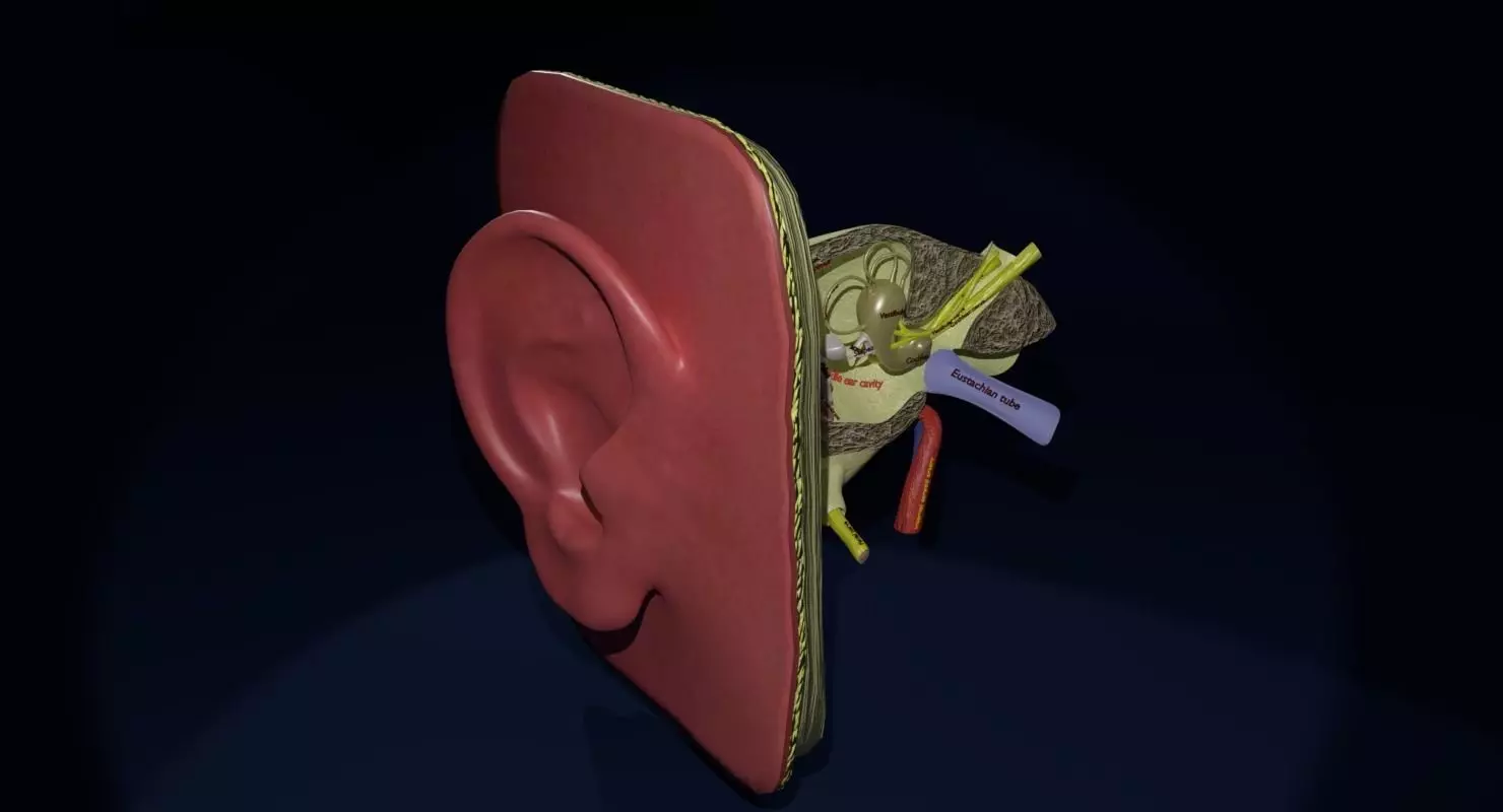 ear anatomy cross section 3D model_0
