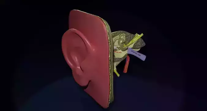 ear anatomy cross section 3D model