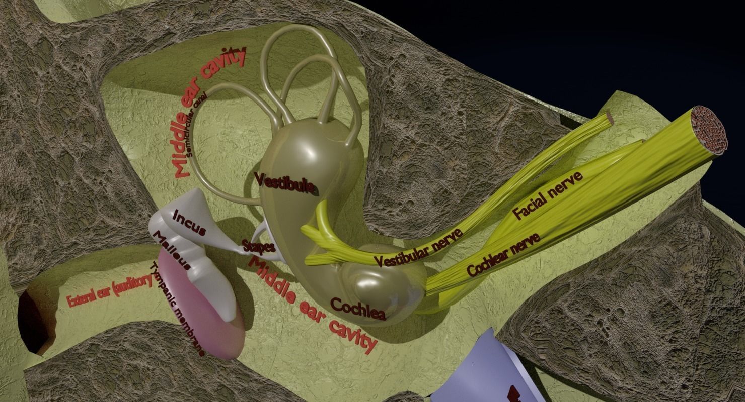 ear anatomy cross section 3D model_4