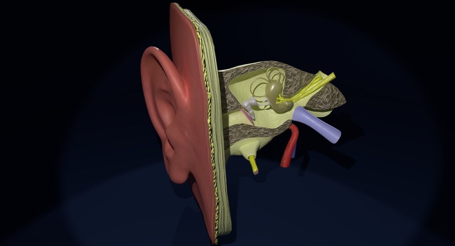 ear anatomy cross section 3D model_11