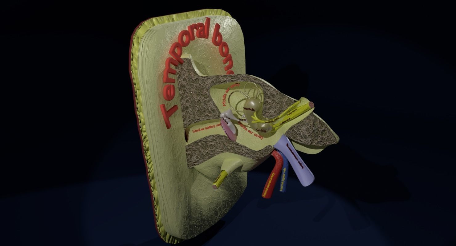ear anatomy cross section 3D model_3