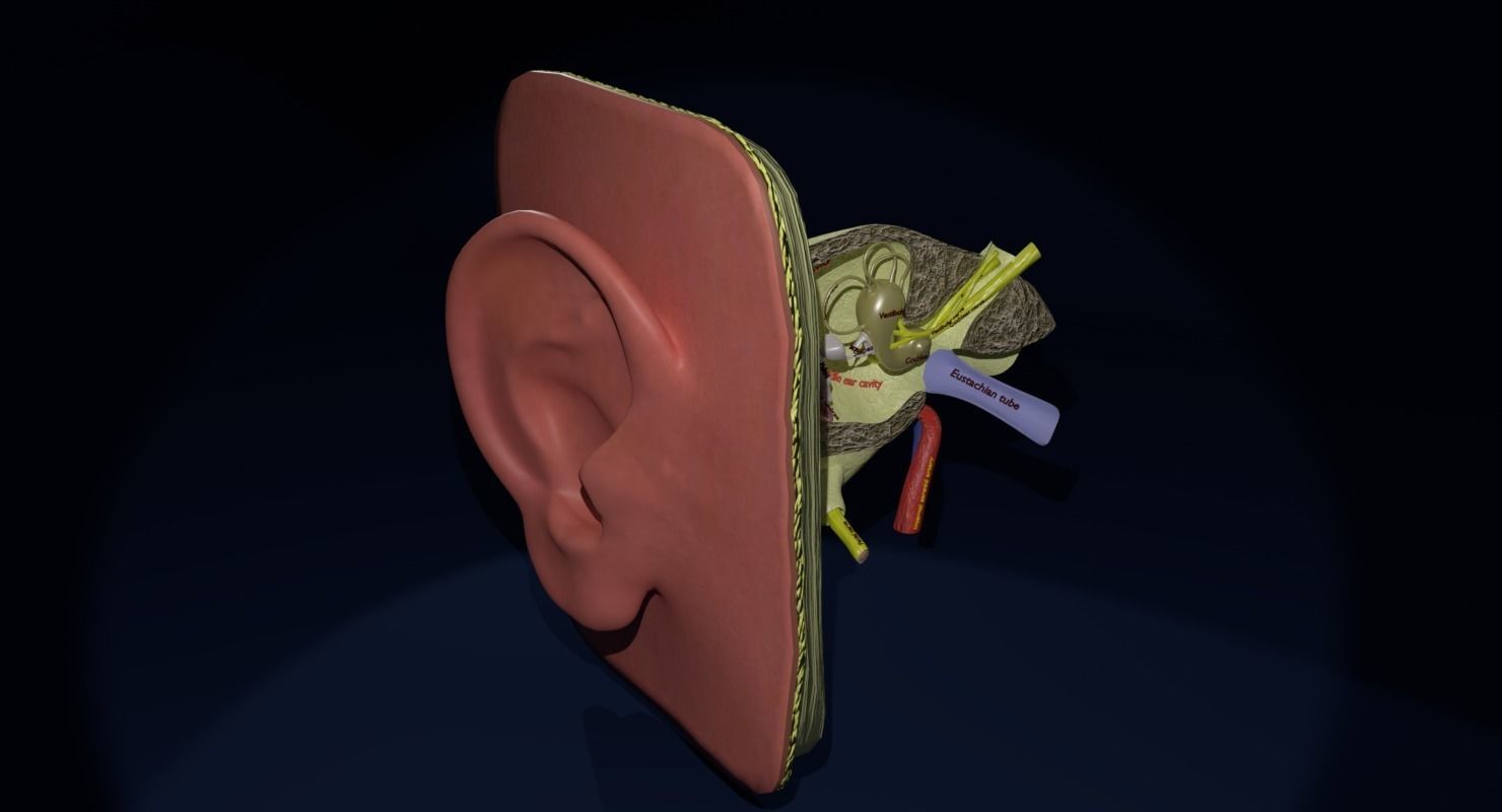 ear anatomy cross section 3D model_7