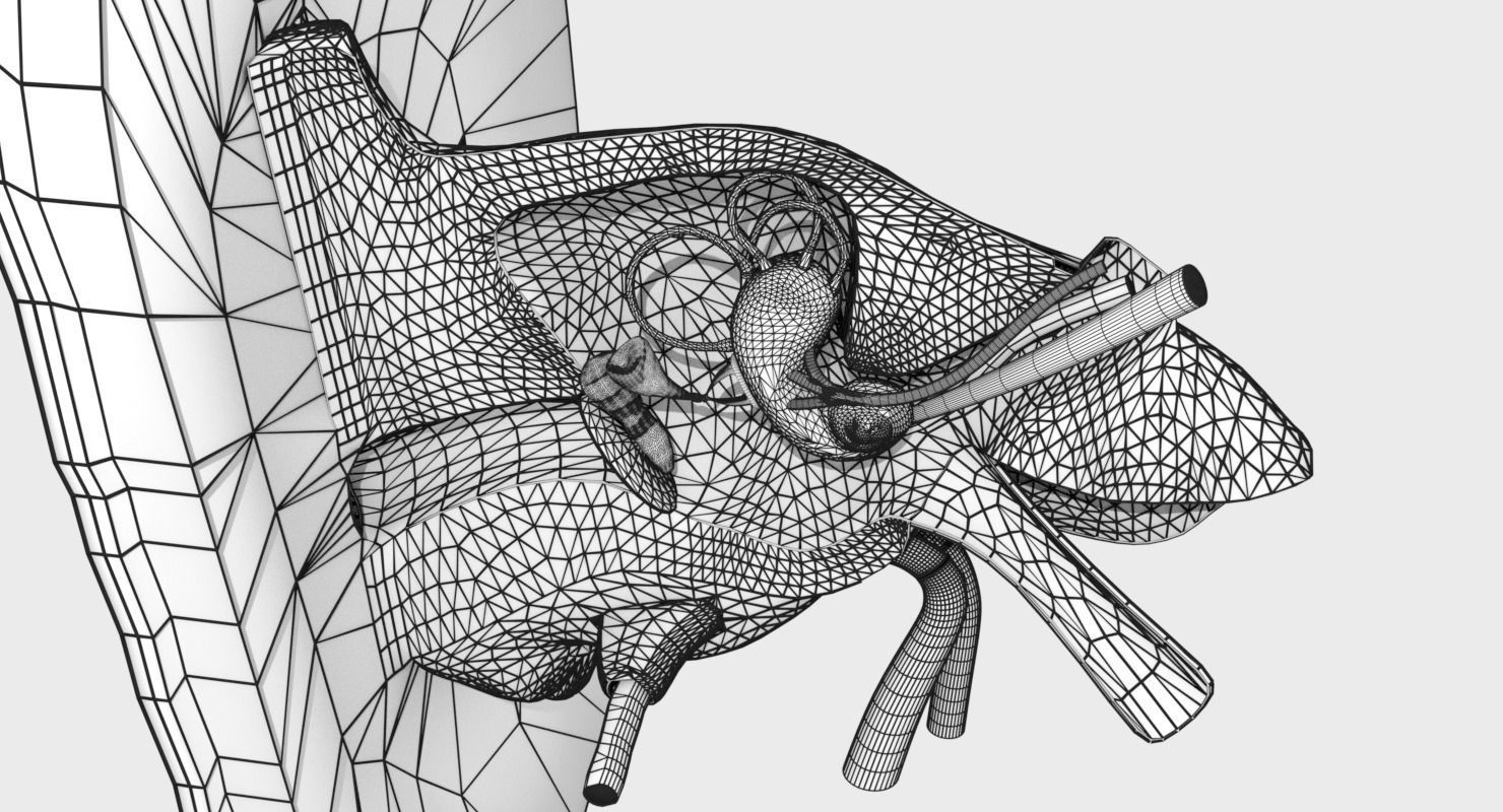ear anatomy cross section 3D model_8