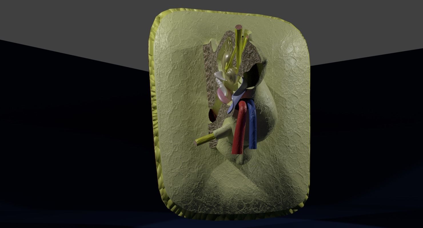 ear anatomy cross section 3D model_16