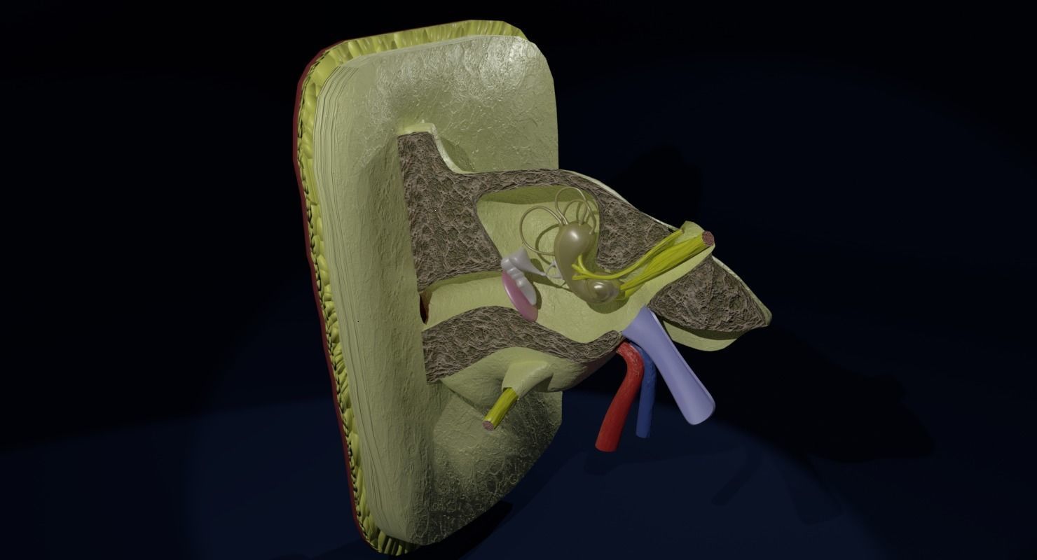 ear anatomy cross section 3D model_13