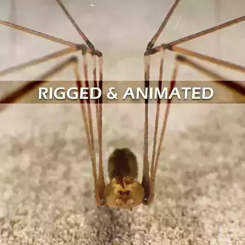 Spider Pholcus Phalangioides Rigged 3D model