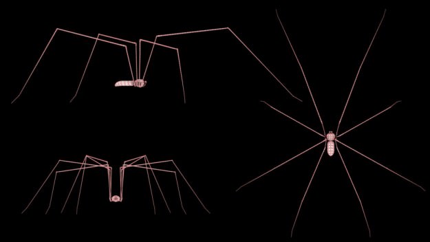 Spider Pholcus Phalangioides Rigged 3D model_8