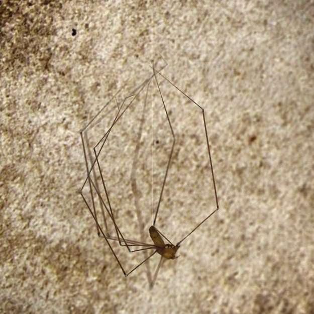 Spider Pholcus Phalangioides Rigged 3D model_3