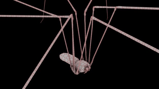 Spider Pholcus Phalangioides Rigged 3D model_9