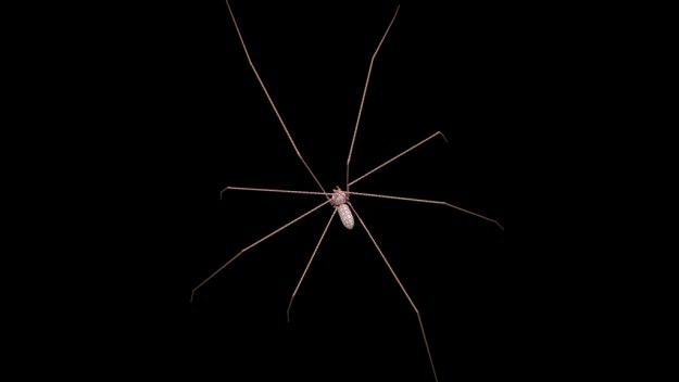 Spider Pholcus Phalangioides Rigged 3D model_6