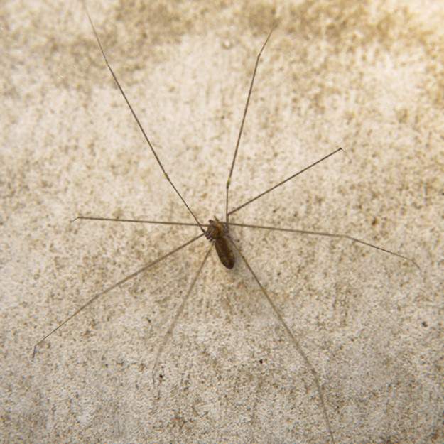 Spider Pholcus Phalangioides Rigged 3D model_1