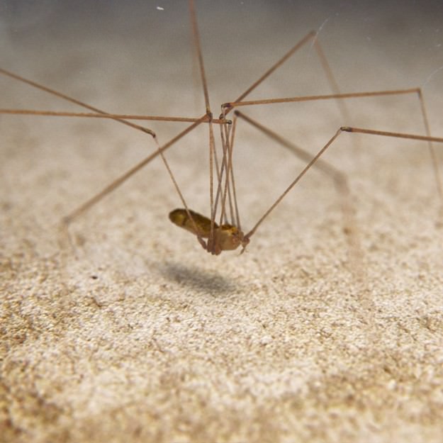 Spider Pholcus Phalangioides Rigged 3D model_2