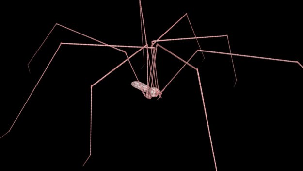 Spider Pholcus Phalangioides Rigged 3D model_4