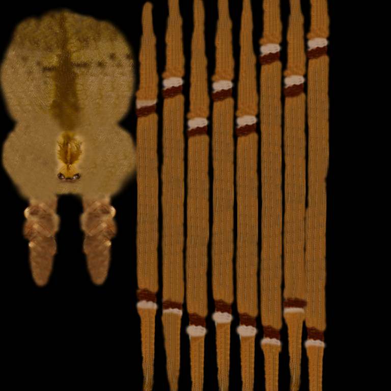 Spider Pholcus Phalangioides Rigged 3D model_13