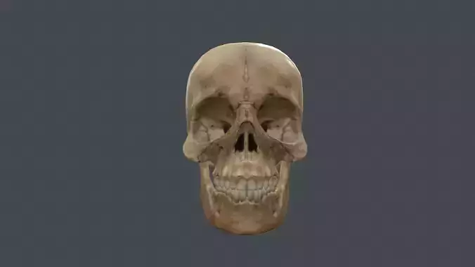 Human Skull Low-poly 3D model
