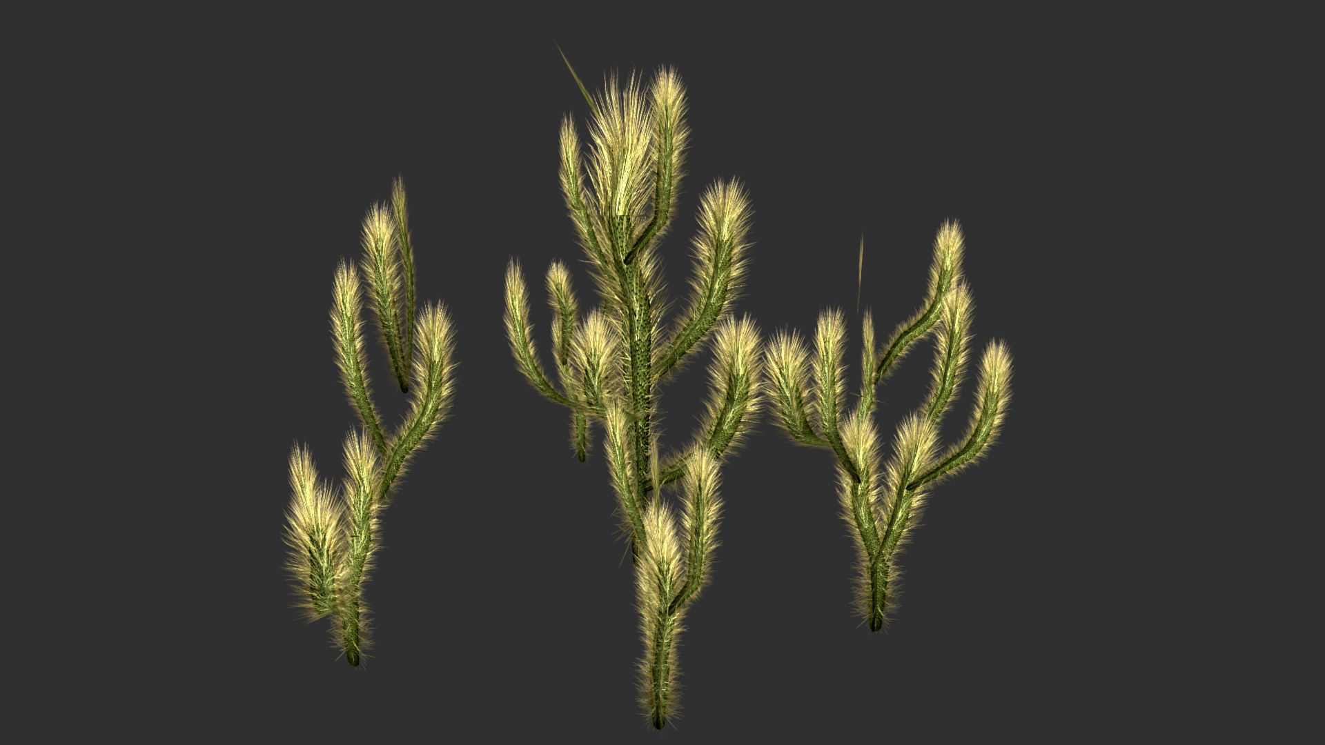 Cholla Cactus Set 3D model