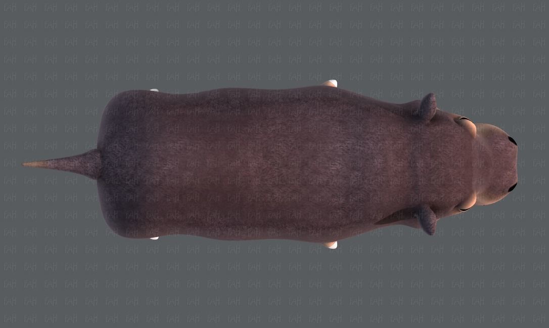 Hippo V01 Low-poly 3D model_33
