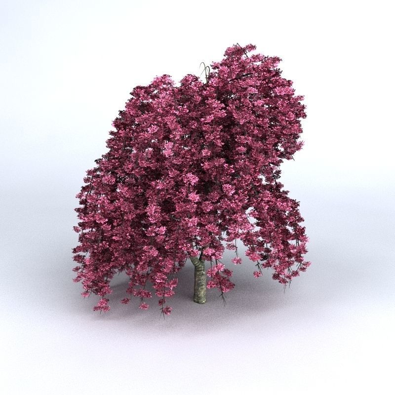Cherry Tree 3D model_1