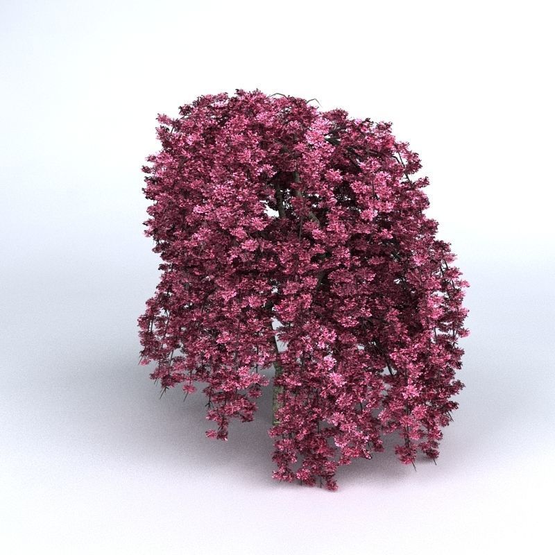 Cherry Tree 3D model_4