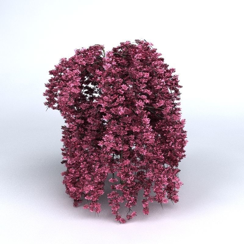 Cherry Tree 3D model_3