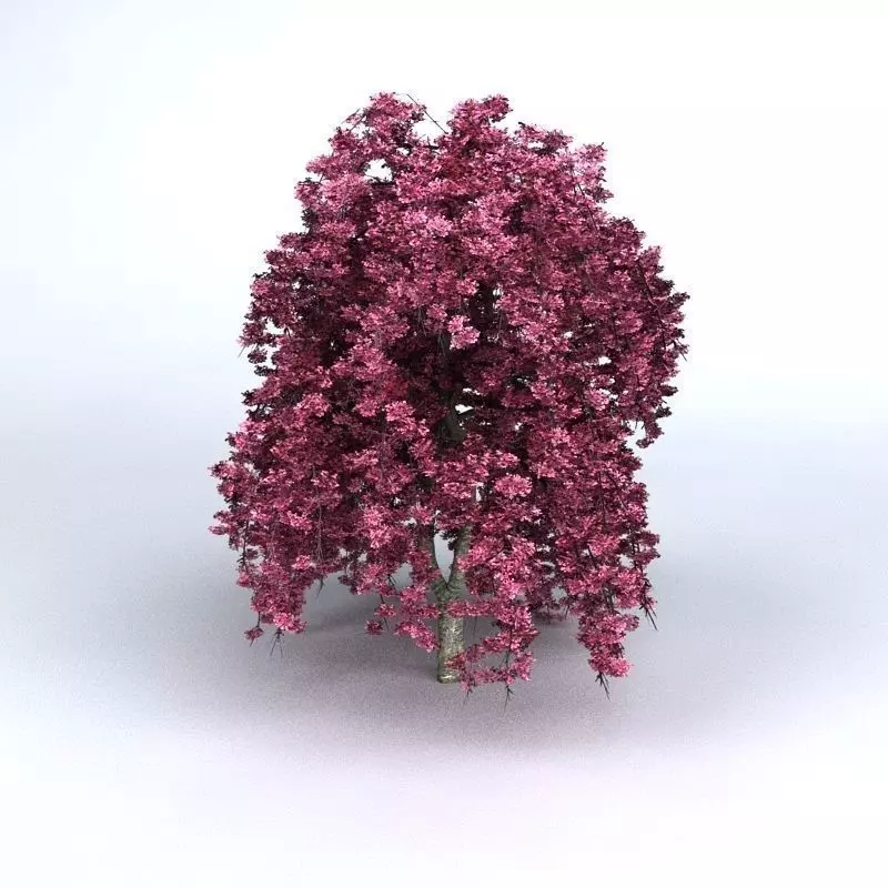 Cherry Tree 3D model_0
