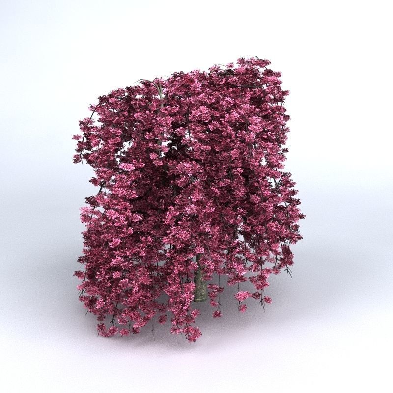 Cherry Tree 3D model_2