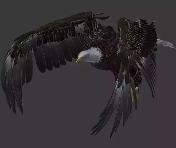 Bald eagle 3D model