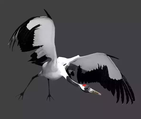 Red-crowned crane 3D model