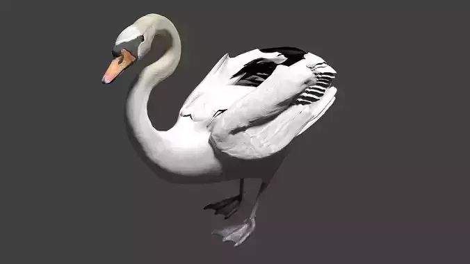Mute swan 3D model