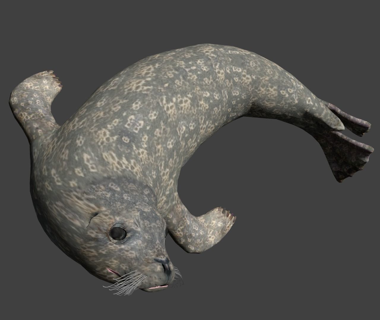 Earless seal 3D model_8