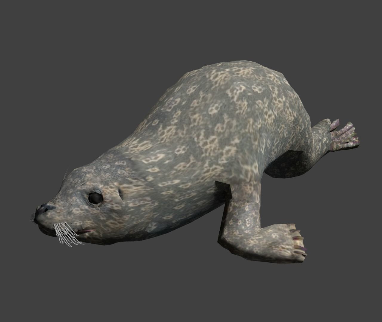 Earless seal 3D model_3