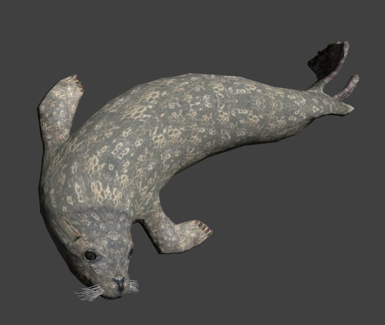 Earless seal 3D model_7