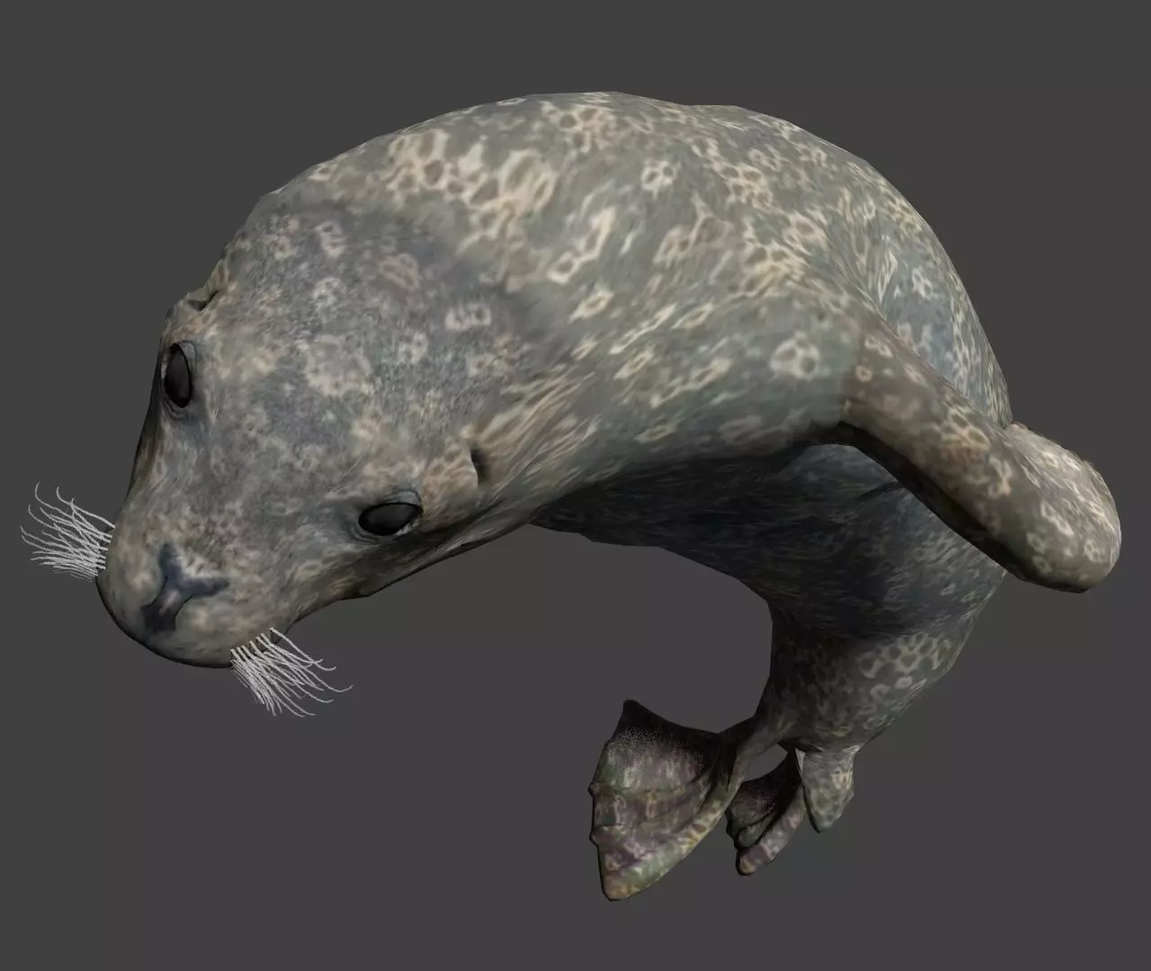 Earless seal 3D model_0