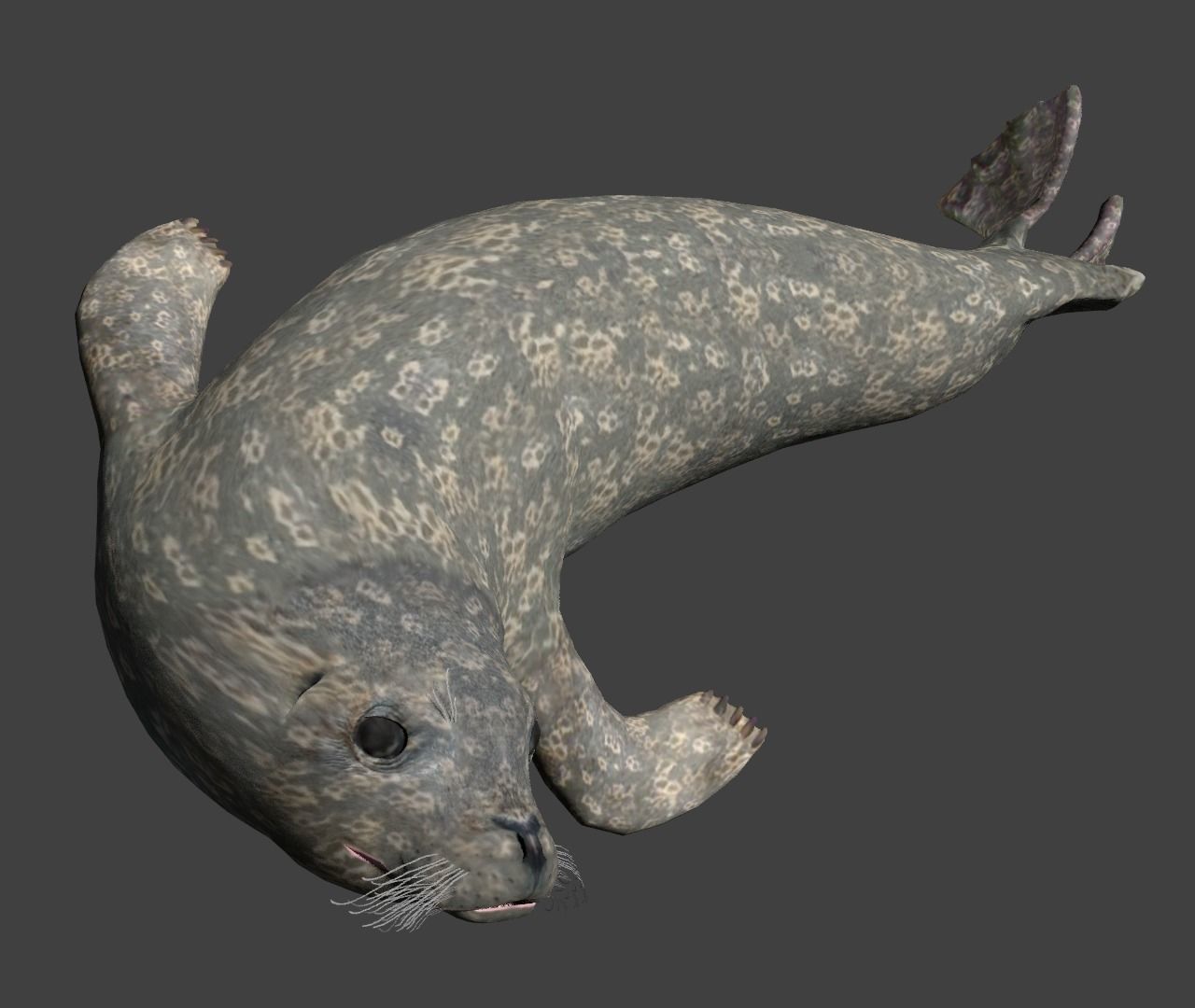 Earless seal 3D model_9