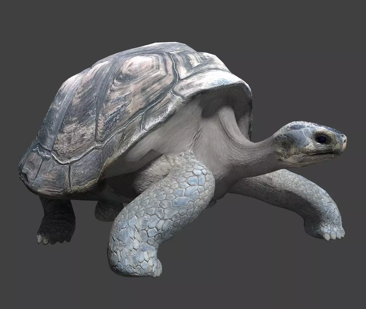 Giant tortoise 3D model_0
