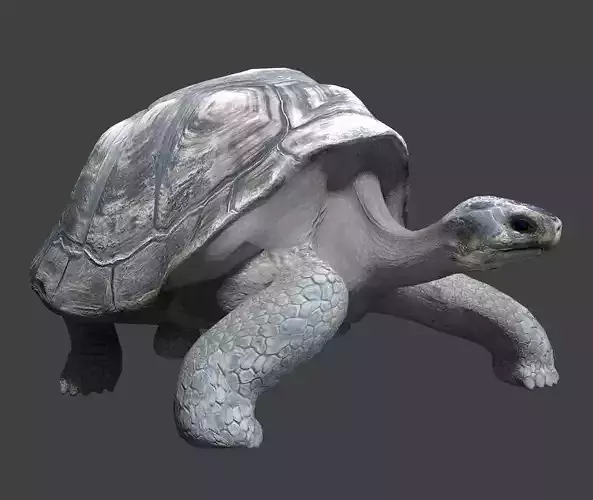 Giant tortoise 3D model