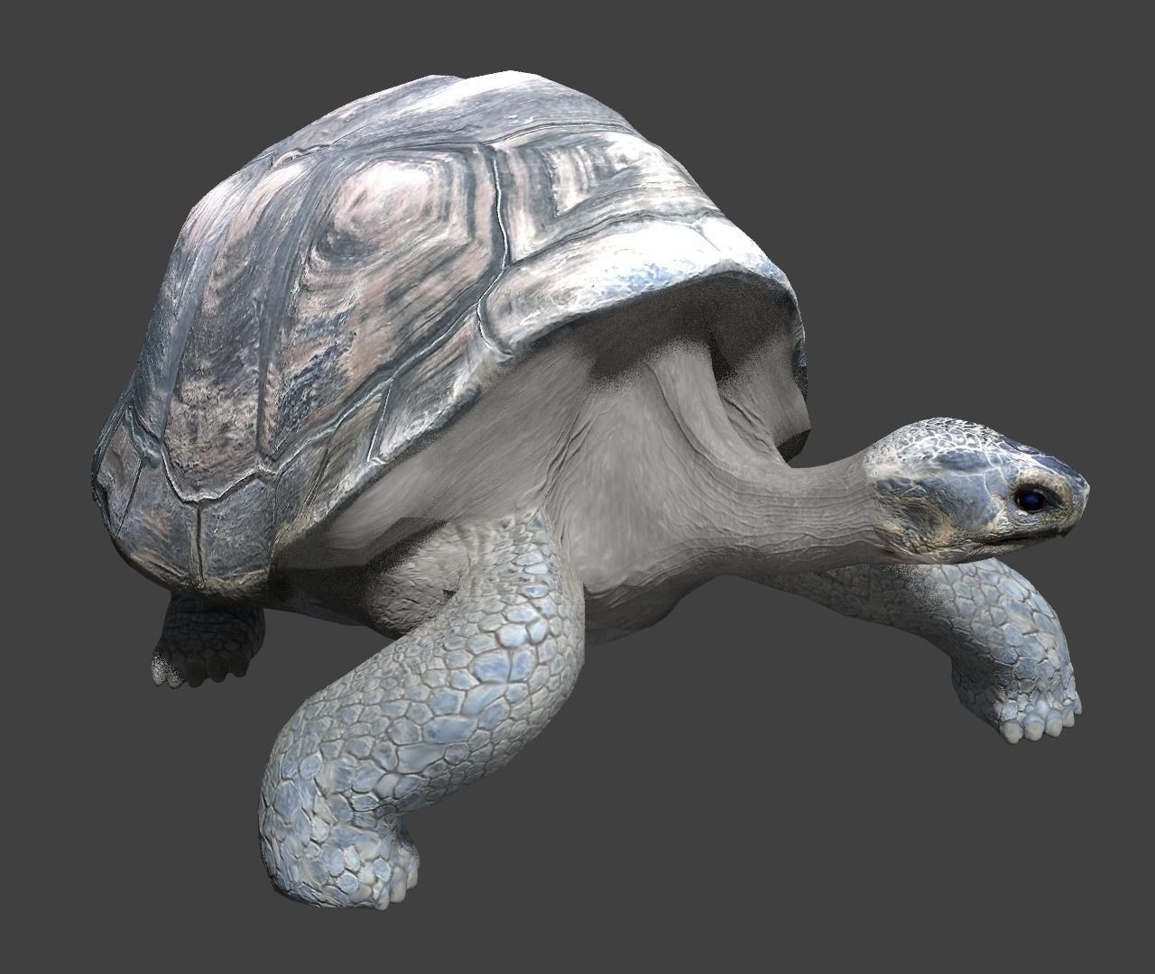Giant tortoise 3D model_10